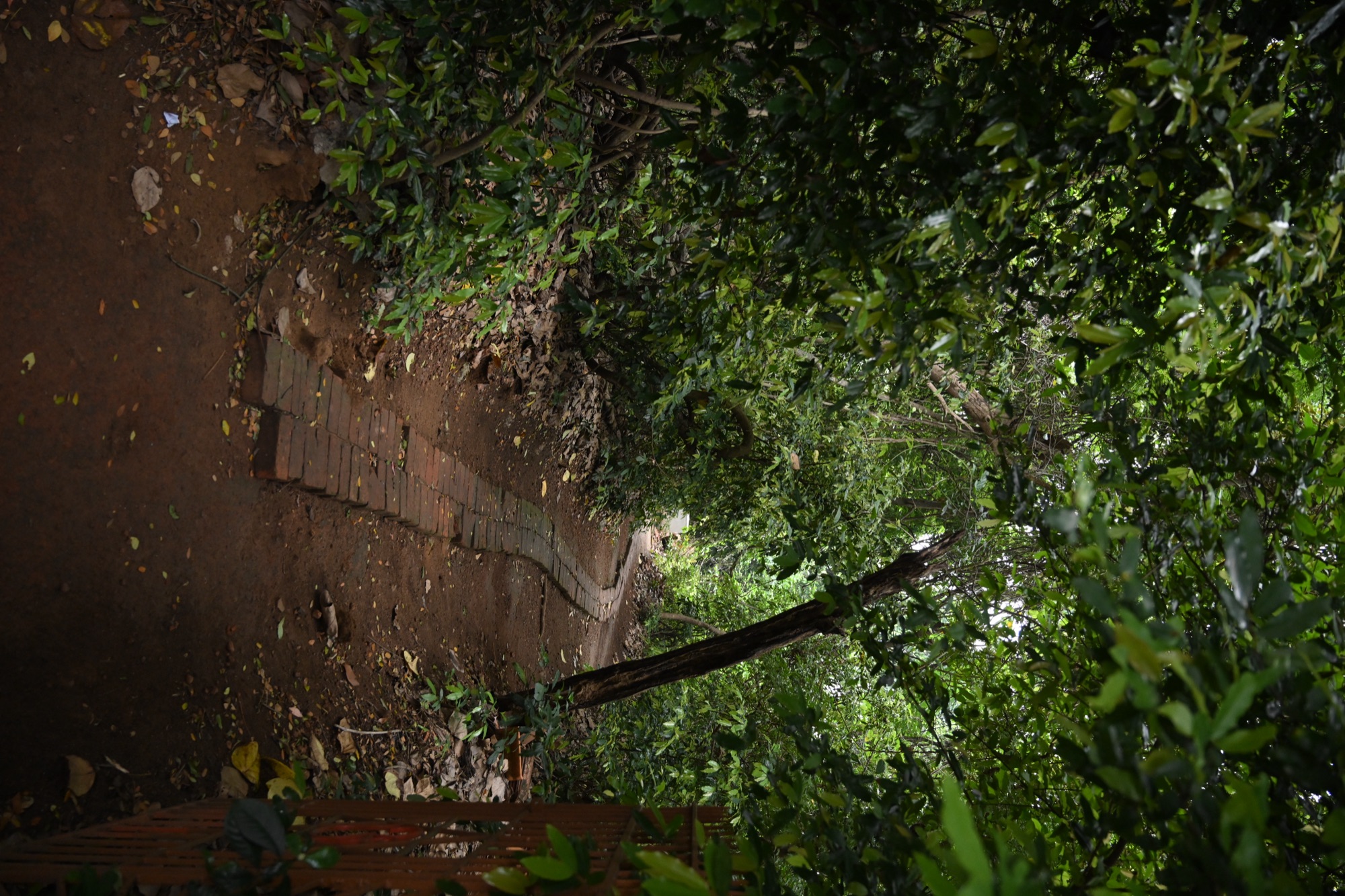 കാവിലേക്കുള്ള നടപ്പാത